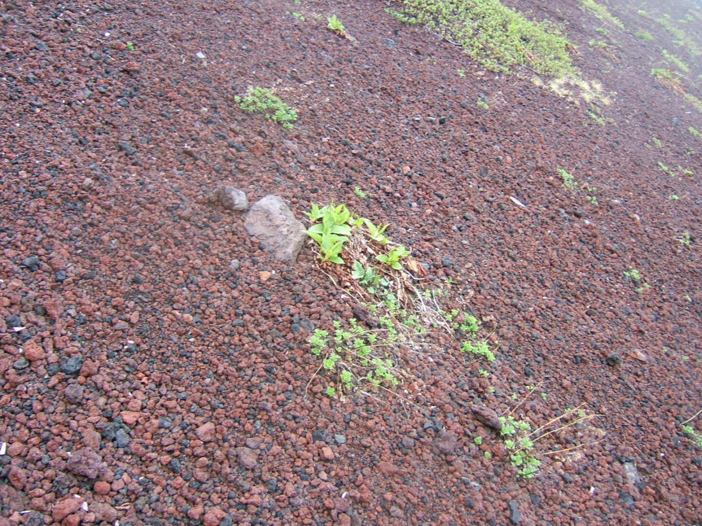 大山修一　グリーンズ